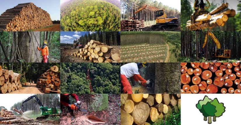 Biomassa Florestal Medindo A Quantidade E Estoque De Carbono 2426