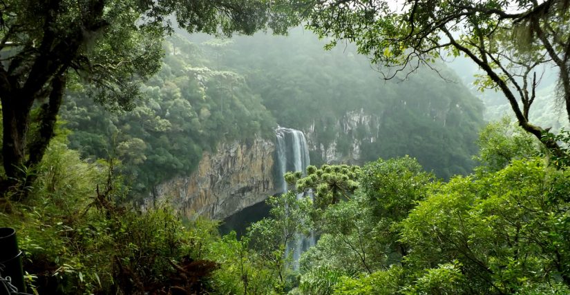 Compensação Florestal