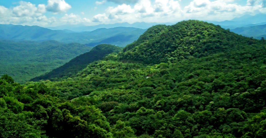 Estudos de Dinâmica em Florestas Nativas