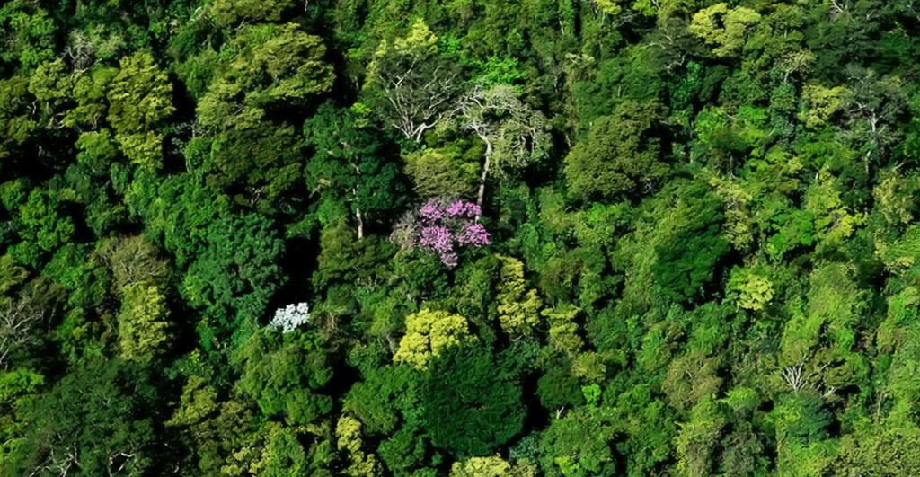 Planejamento e Mapeamento de Inventários Florestais