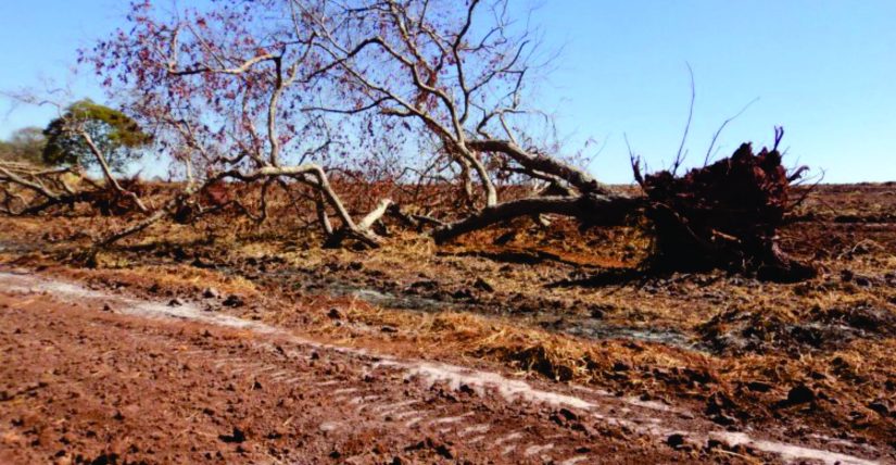 inventário florestal no cerrado