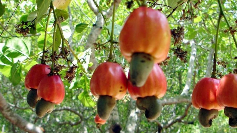 Cajuera - Fruto da natureza brasileira