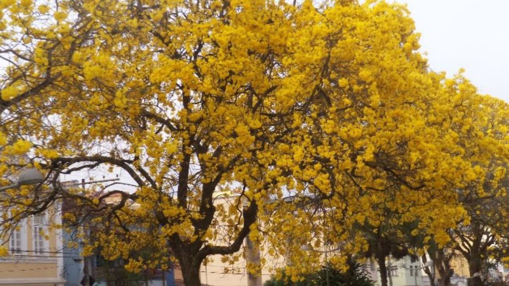 Árvores do Brasil: Ipê-amarelo