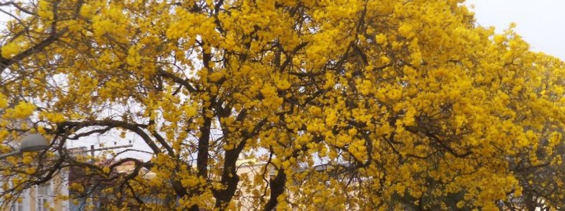 Árvores do Brasil: Ipê-amarelo