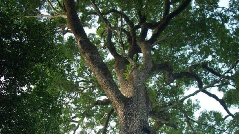 Árvores do Brasil: Jequitibá-rosa