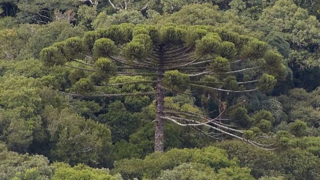 Árvores do Brasil: Araucária