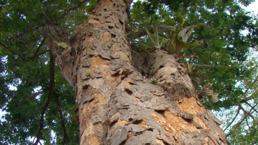 Árvores do Brasil: Pau-Brasil