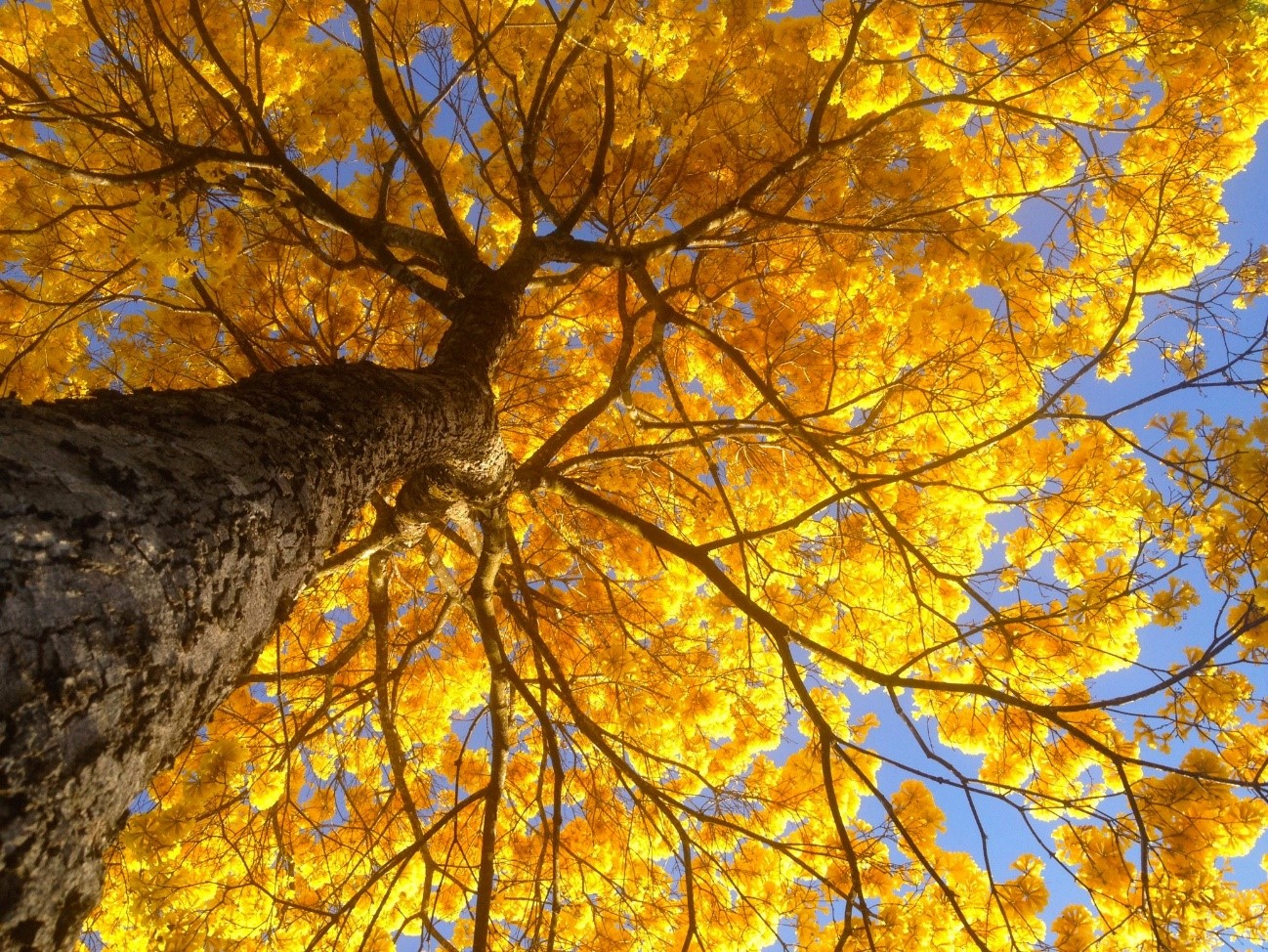 Árvores do Brasil: Ipê-Amarelo - Software Mata Nativa