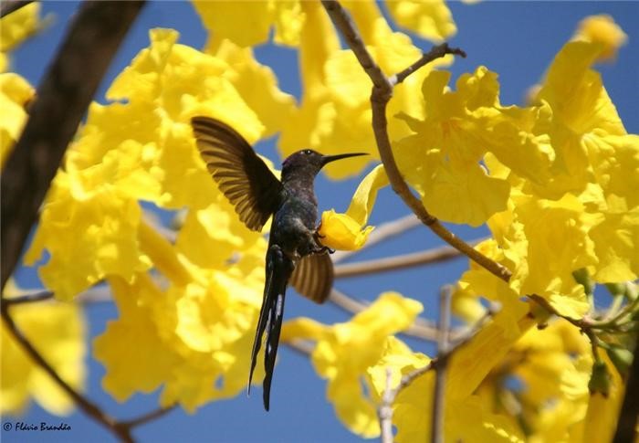 Árvores do Brasil: Ipê-amarelo