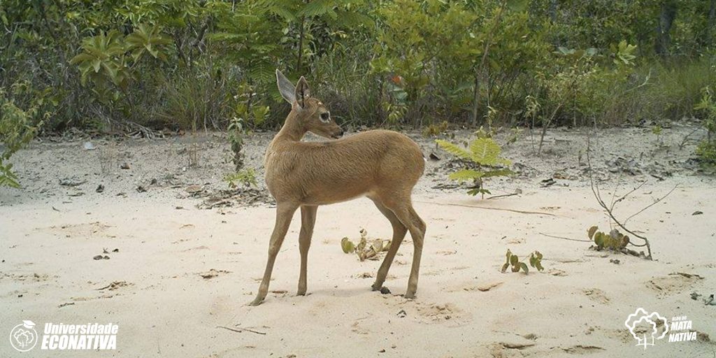 Manejo de fauna para a supressão da vegetação: como proceder