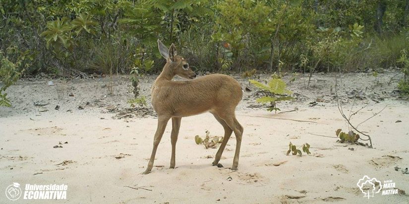 Manejo de fauna para a supressão da vegetação: como proceder