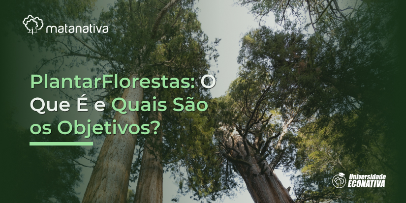 PlantarFlorestas O Que É e Quais São os Objetivos