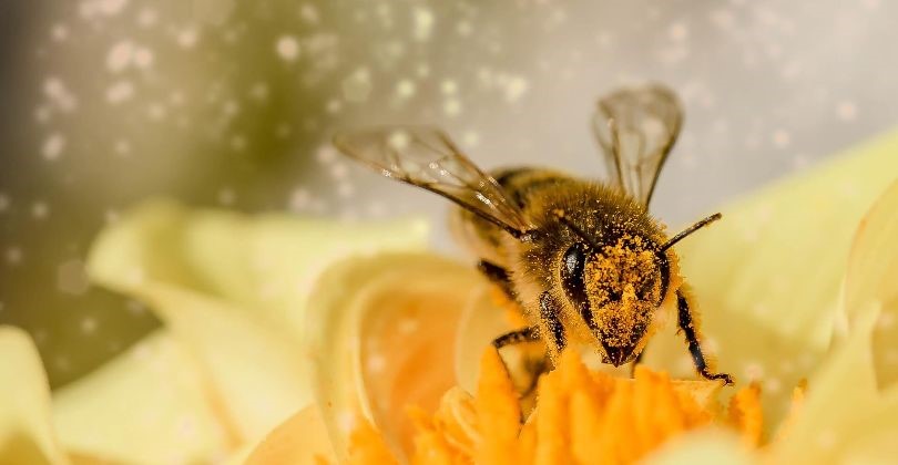 Abelhas Nativas na manutenção de ecossistemas