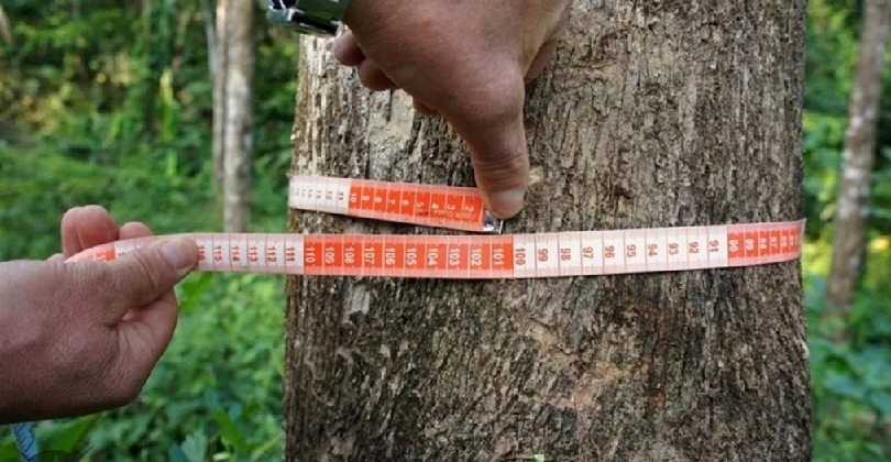 Inventário Florestal Nacional