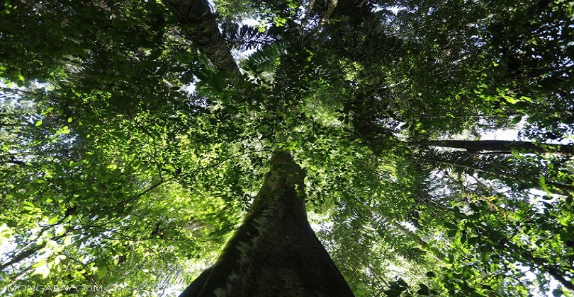 Lei Proteção da Vegetação Nativa