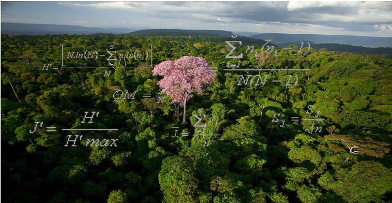 Os Cálculo dos Índices de Diversidade são de extrema importancia para o trabalho e analise de um engenheiro florestal. Conheça eles e suas interpretações.