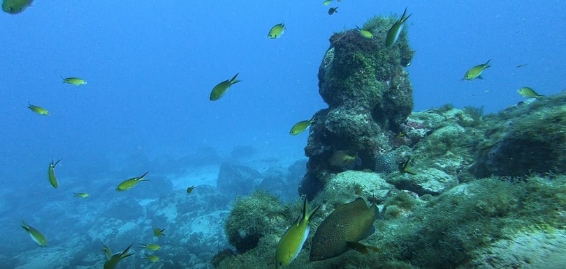 Os Oceanos são extremamente importantes para a vida na Terra. Para mante-lo saudável e sustentável, uma série de ações são necessárias. Confira no texto!