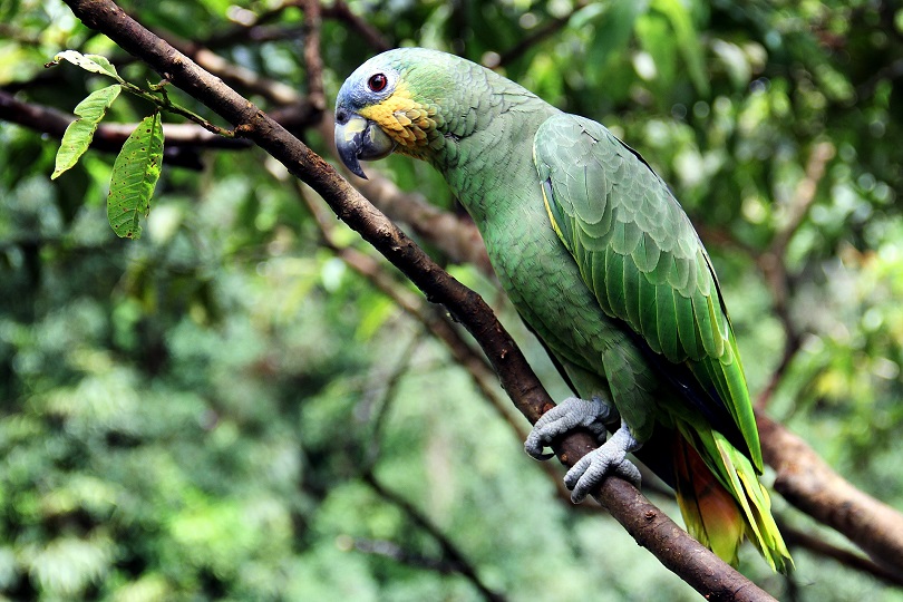 A Amazônia deve ser preservada e a legislação que temos atualmente não é o suficiente para protege-la, por isso precisamos de algo mais específico!