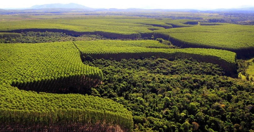 O Setor Florestal tem diversas contribuições para a biodiversidade brasileira. Nesse artigo você pode conferir alguns exemplos de como isso acontece