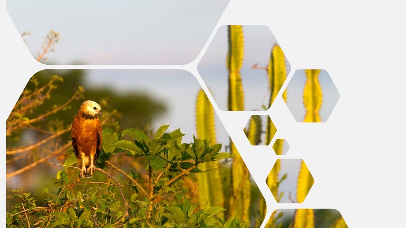 A Caatinga é um dos principais biomas do Brasil. Venha com a gente conhecer um pouco sobre suas caracteristicas e riquezas em nosso novo artigo!