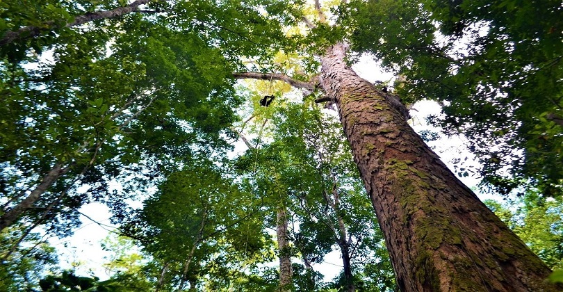 Árvores Gigantes - uma árvore vista de baixo em meio a floresta