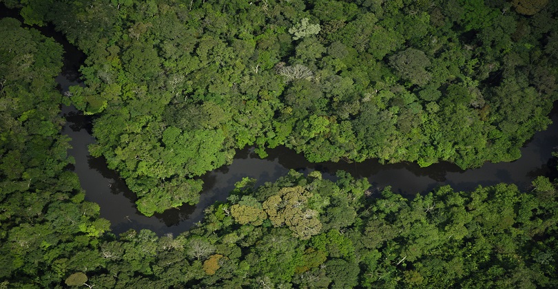 Estoque de Carbono - Floresta Nativa