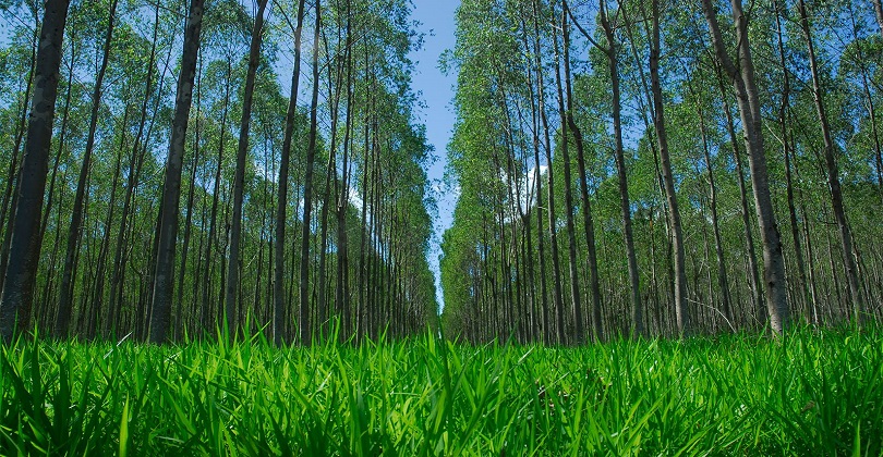 Inventário Florestal - Floresta plantada