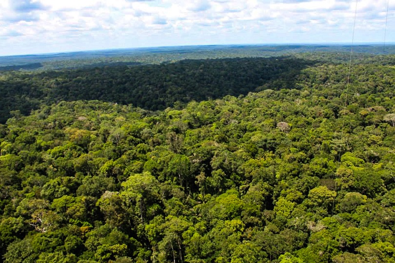 dinâmica florestal - Floresta nativa