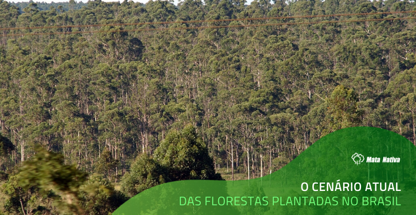 Florestas Plantadas no Brasil - Floresta de eucaliptos