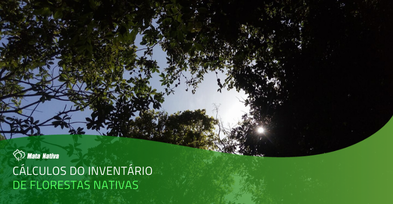 calculo do inventário de florestas nativas - visão do meio da mata