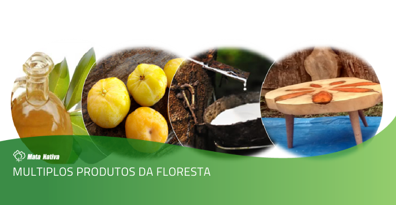 Produtos da Floresta - Alguns exemplos de derivados da floresta