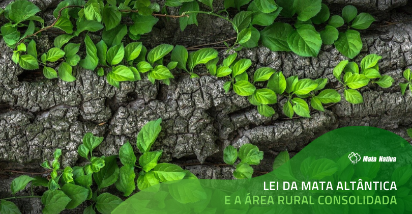 lei da mata atlântica - marcas de pneu na terra