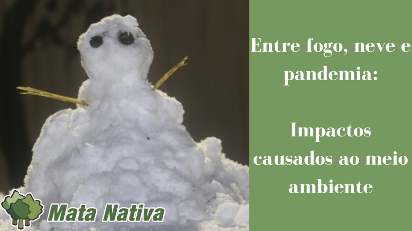 2020 entre fogo, neve e pandemia_ impactos causados ao meio ambiente