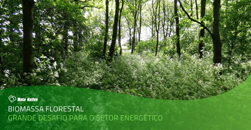 biomassa florestal