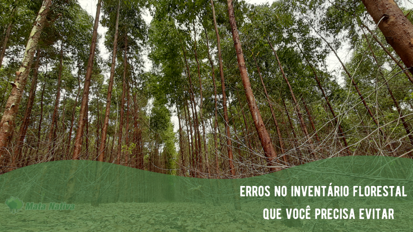 erros-no-inventario-florestal