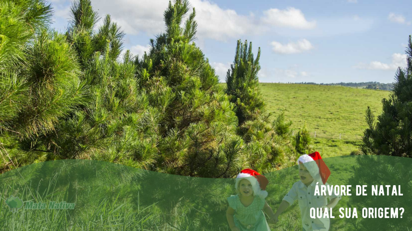 Qual é a Origem das Árvores de Natal? - Software Mata Nativa