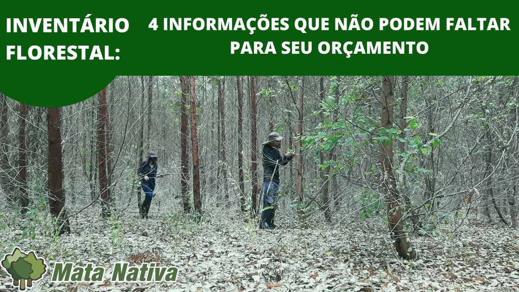 Inventário Florestal: 4 Informações Que Não Podem Faltar Para Seu Orçamento