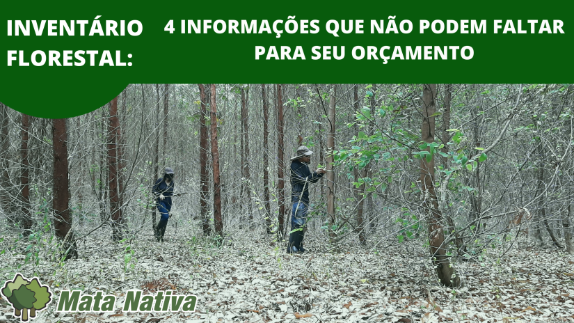 Inventário Florestal: 4 Informações Que Não Podem Faltar Para Seu Orçamento