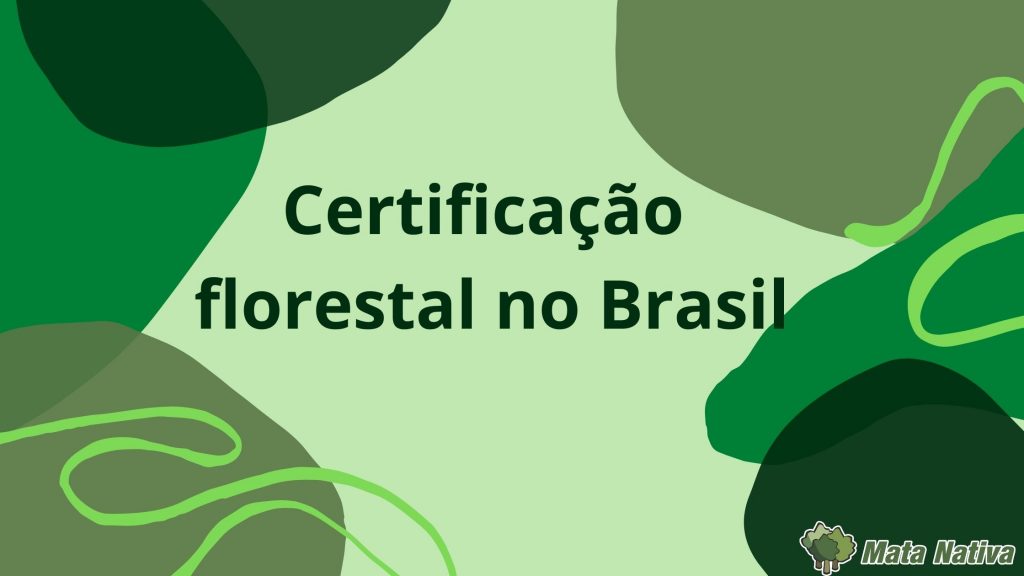 Certificação florestal no Brasil