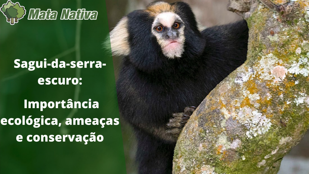 O sagui da serra escuro