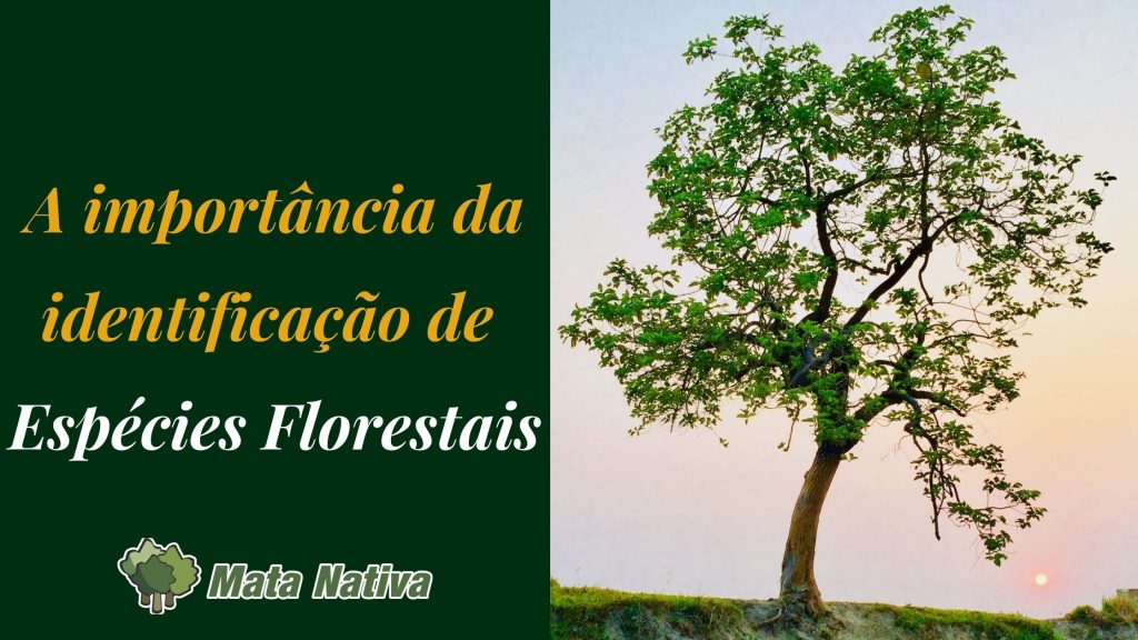 A importância da identificação de Espécies Florestais