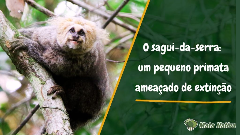 O sagui da serra