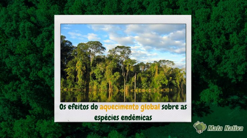 Os efeitos do aquecimento global sobre as espécies endêmicas