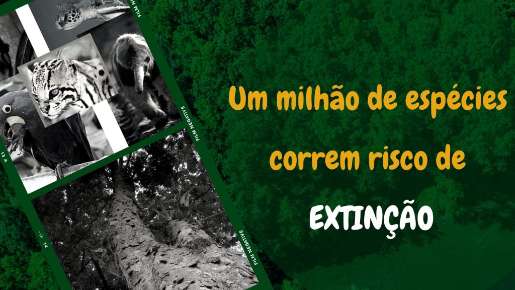 Um milhão de espécies correm risco de extinção (1)