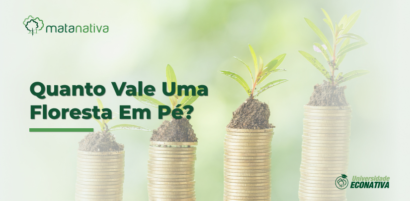 Quanto Vale Uma Floresta Em Pé