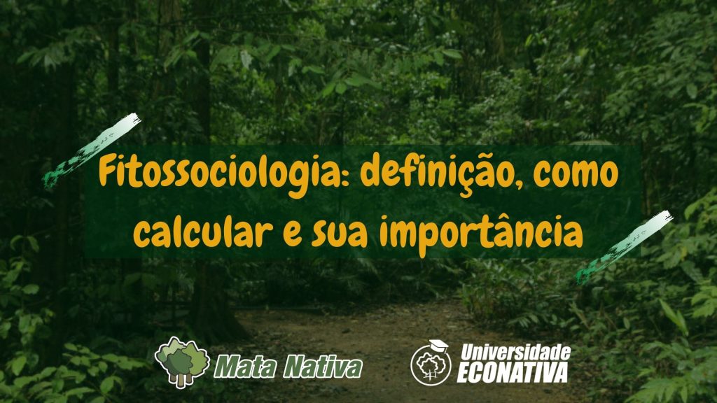 Fitossociologia definição, como calcular e sua importância