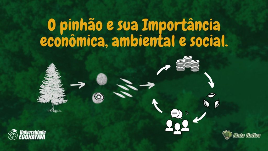 O pinhão e sua importância econômica, ambiental e social