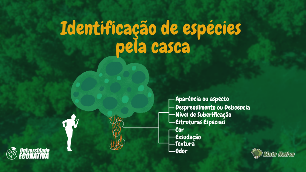 Identificação de especies pela casca