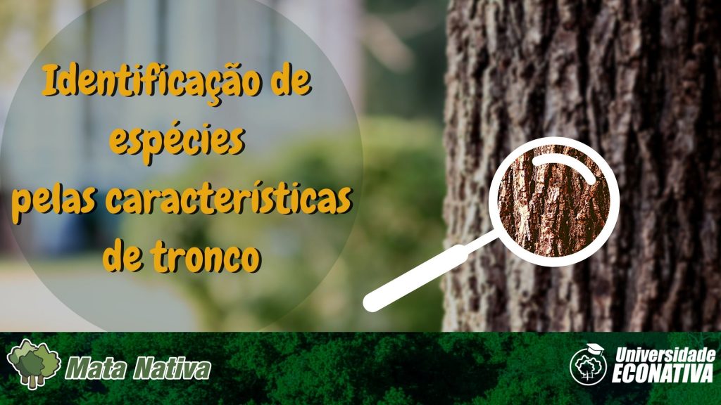 Identificação de espécies pelas características de tronco