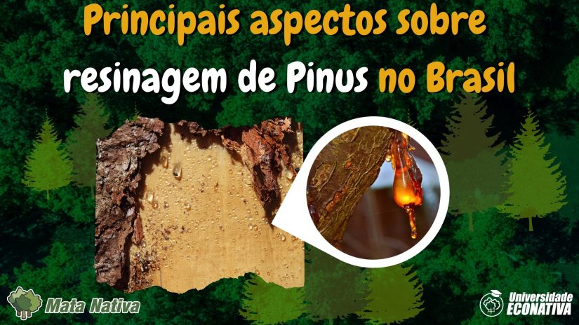 Principais aspectos sobre resinagem de Pinus no Brasil